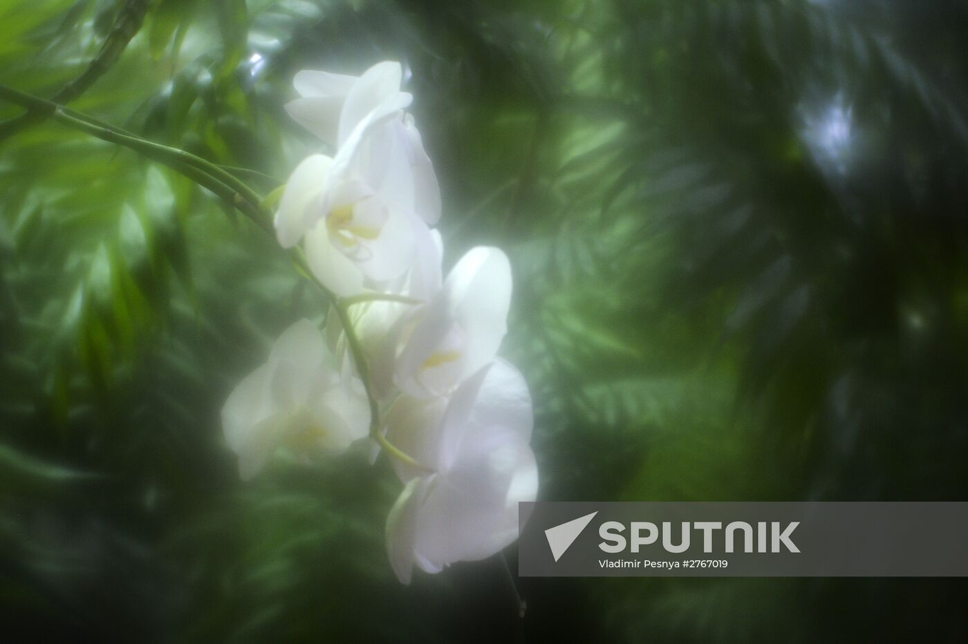 Tropical Winter, 7th annual festival of orchids, carnivorous and desert plants