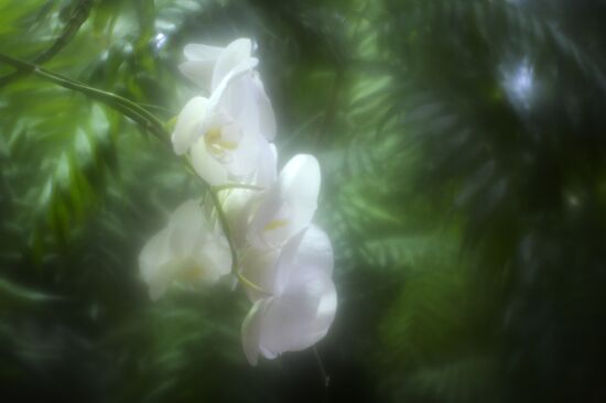 Tropical Winter, 7th annual festival of orchids, carnivorous and desert plants
