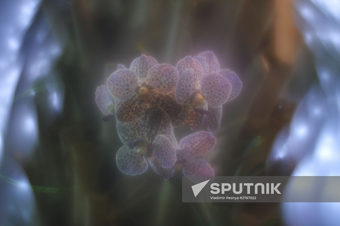 Tropical Winter, 7th annual festival of orchids, carnivorous and desert plants