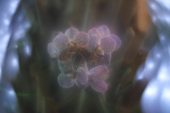 Tropical Winter, 7th annual festival of orchids, carnivorous and desert plants