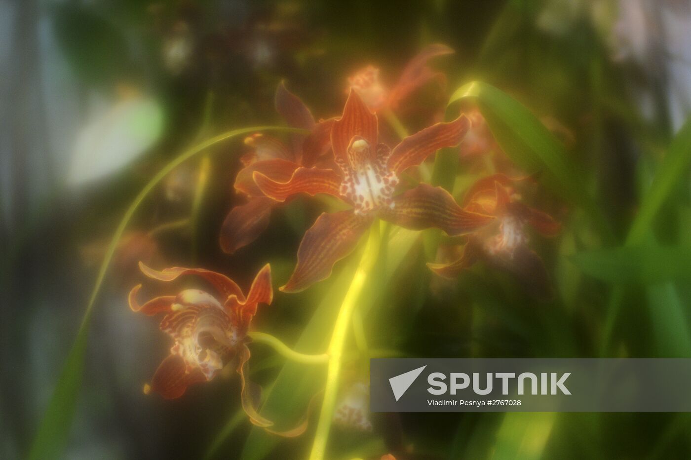 Tropical Winter, 7th annual festival of orchids, carnivorous and desert plants