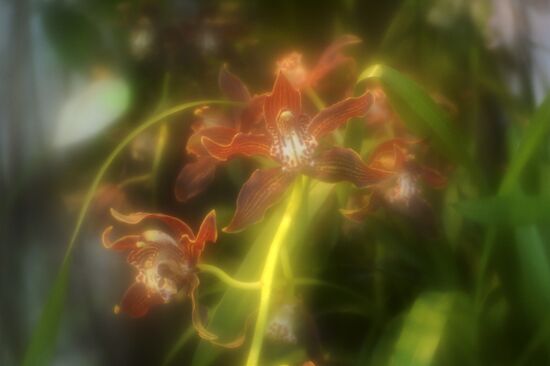 Tropical Winter, 7th annual festival of orchids, carnivorous and desert plants