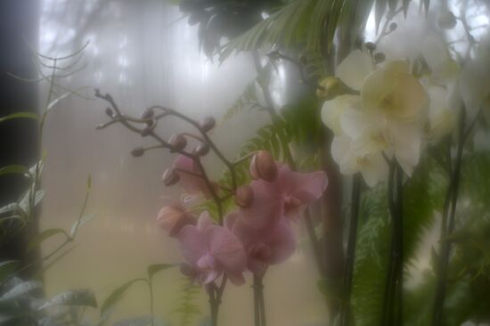 Tropical Winter, 7th annual festival of orchids, carnivorous and desert plants