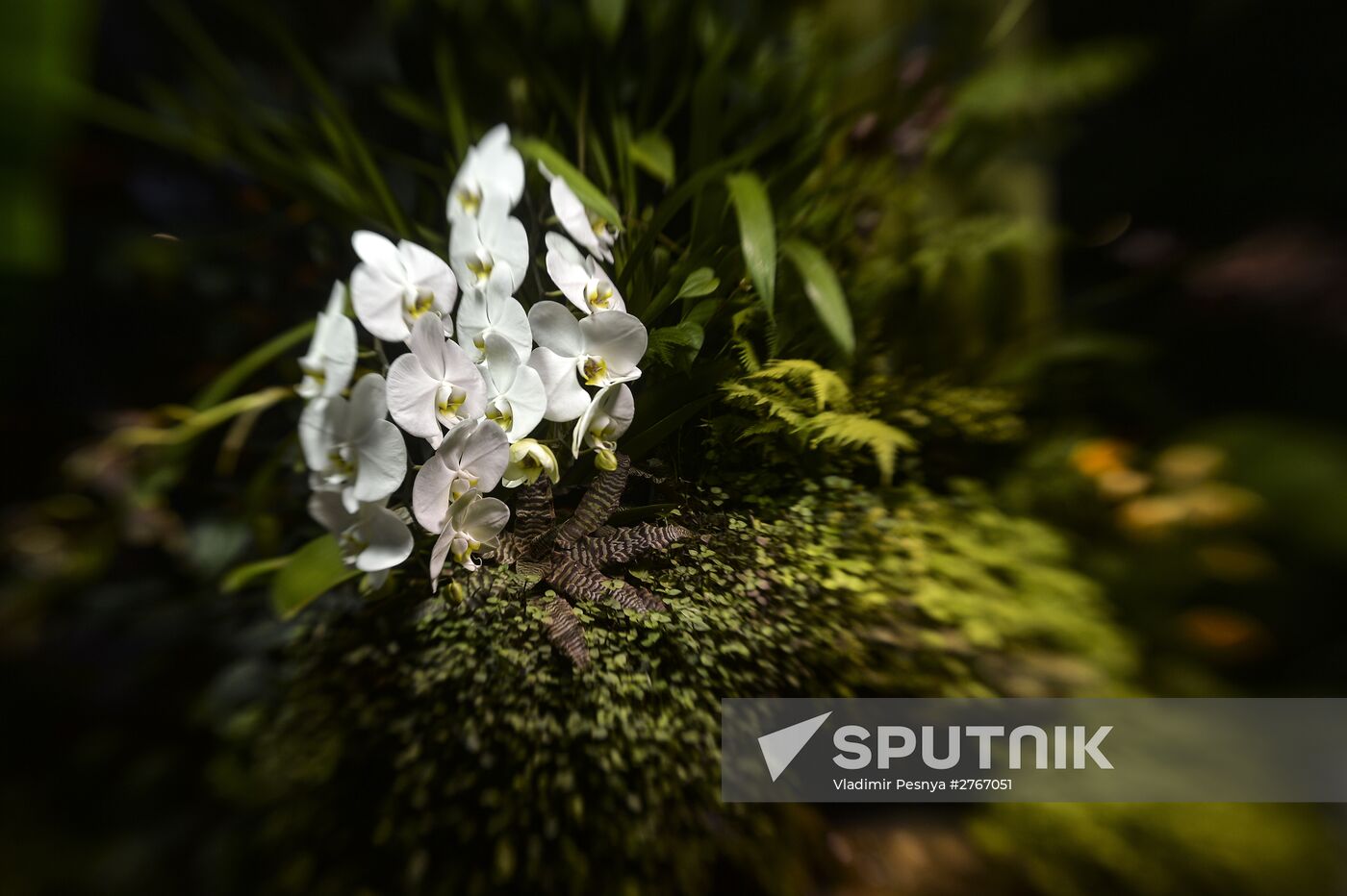 Tropical Winter, 7th annual festival of orchids, carnivorous and desert plants