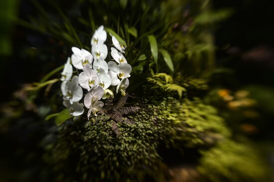 Tropical Winter, 7th annual festival of orchids, carnivorous and desert plants