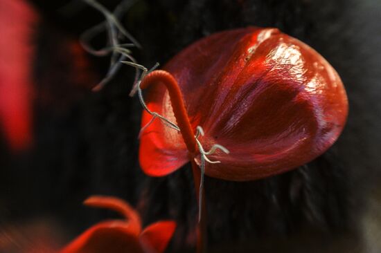 Tropical Winter, 7th annual festival of orchids, carnivorous and desert plants