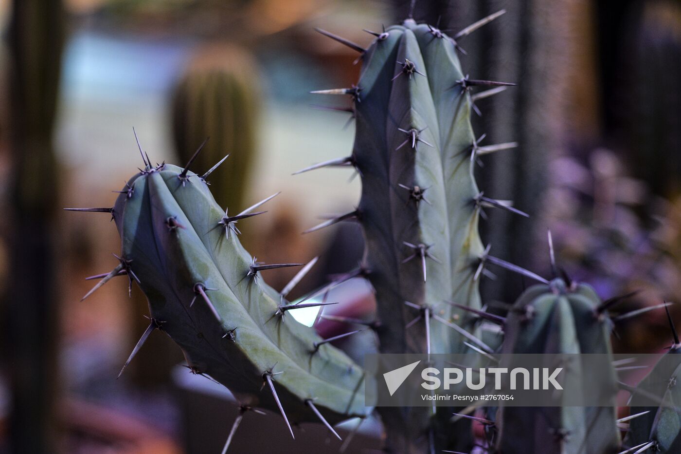 Tropical Winter, 7th annual festival of orchids, carnivorous and desert plants