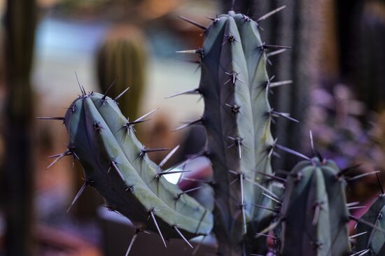 Tropical Winter, 7th annual festival of orchids, carnivorous and desert plants