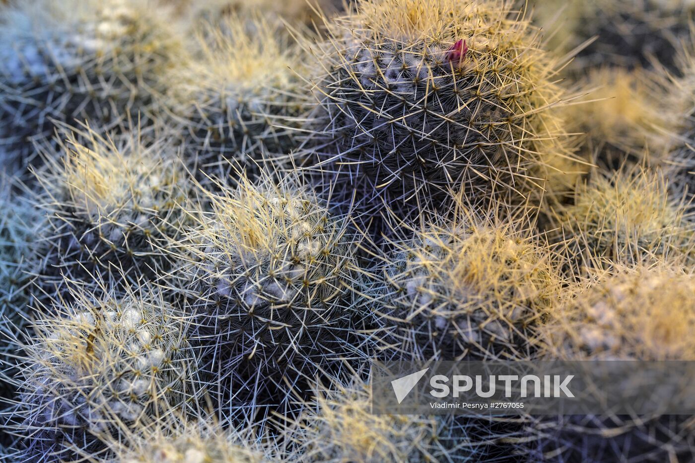 Tropical Winter, 7th annual festival of orchids, carnivorous and desert plants