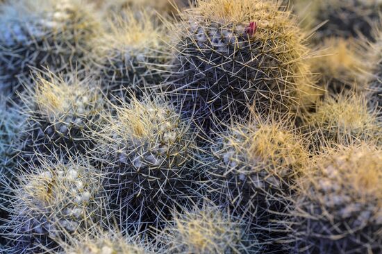Tropical Winter, 7th annual festival of orchids, carnivorous and desert plants