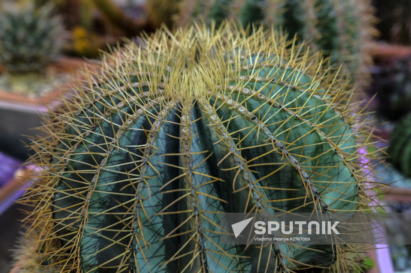 Tropical Winter, 7th annual festival of orchids, carnivorous and desert plants