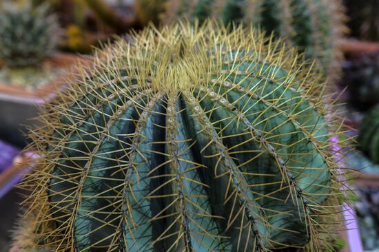 Tropical Winter, 7th annual festival of orchids, carnivorous and desert plants