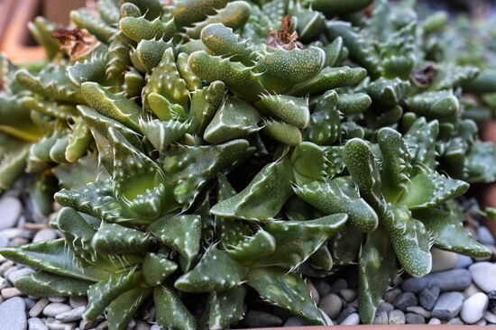 Tropical Winter, 7th annual festival of orchids, carnivorous and desert plants