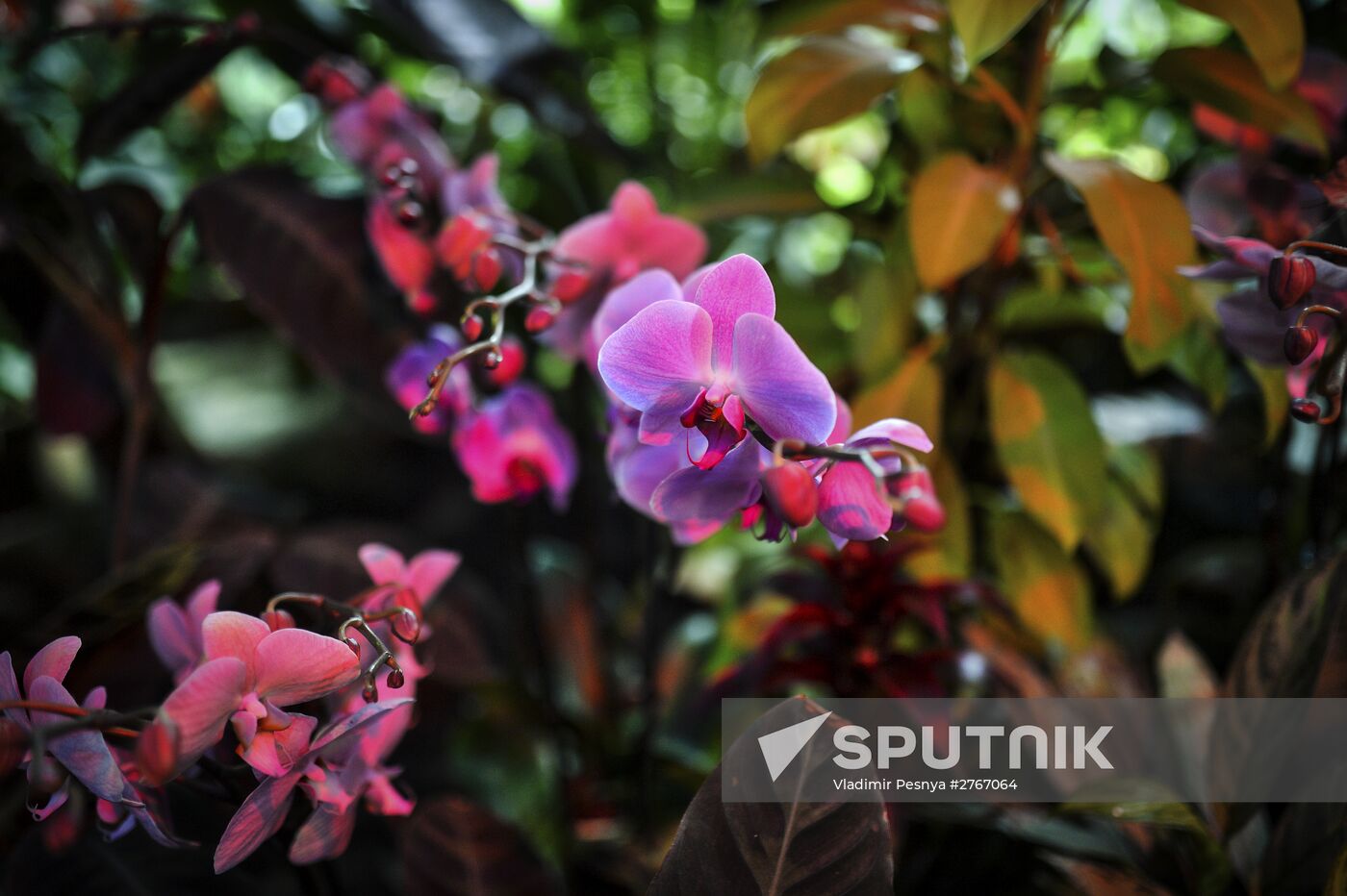 Tropical Winter, 7th annual festival of orchids, carnivorous and desert plants
