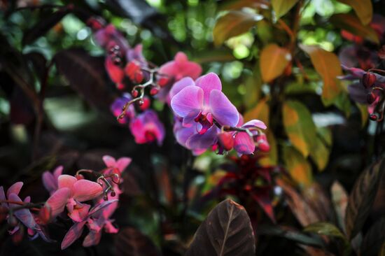 Tropical Winter, 7th annual festival of orchids, carnivorous and desert plants