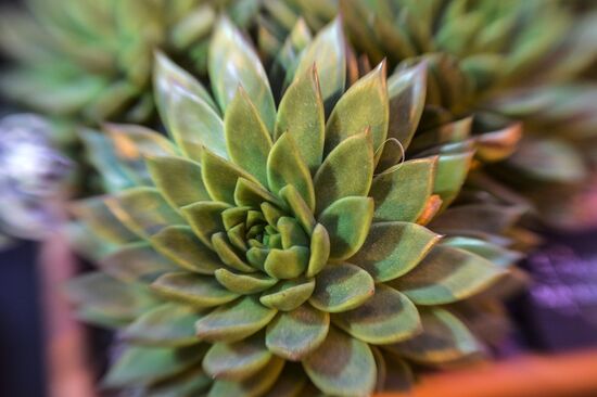 Tropical Winter, 7th annual festival of orchids, carnivorous and desert plants
