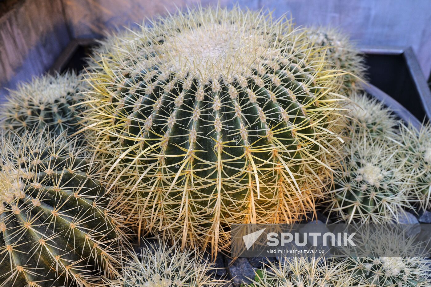 Tropical Winter, 7th annual festival of orchids, carnivorous and desert plants