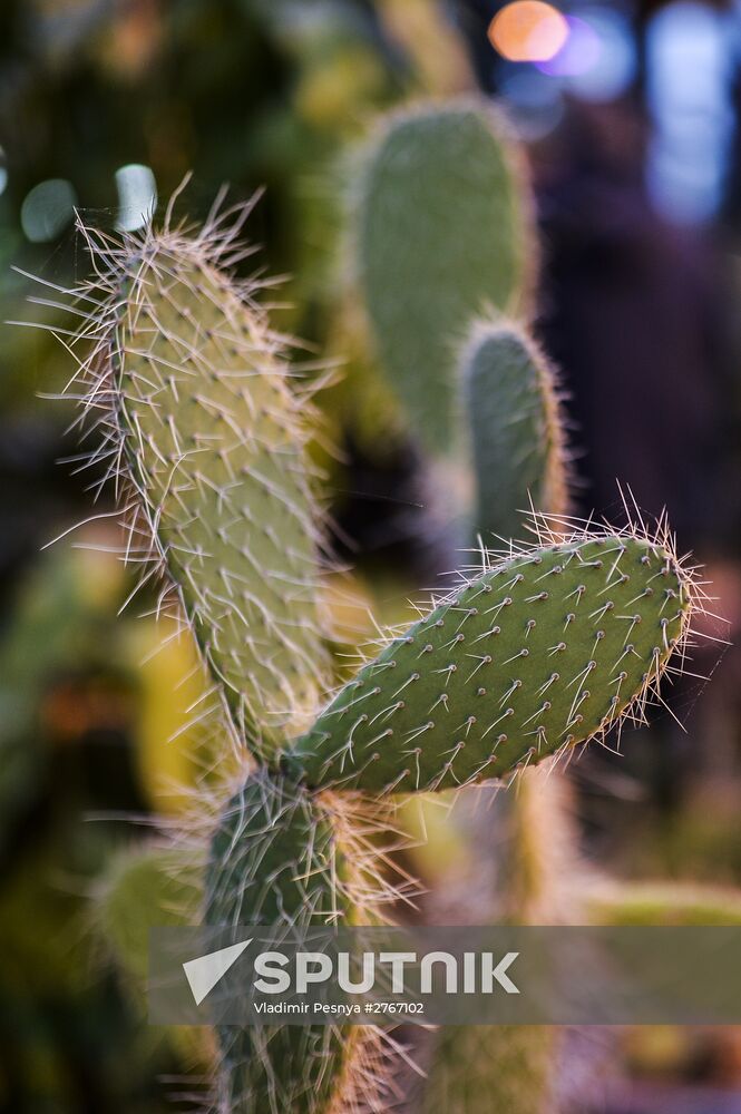 Tropical Winter, 7th annual festival of orchids, carnivorous and desert plants
