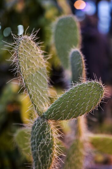 Tropical Winter, 7th annual festival of orchids, carnivorous and desert plants