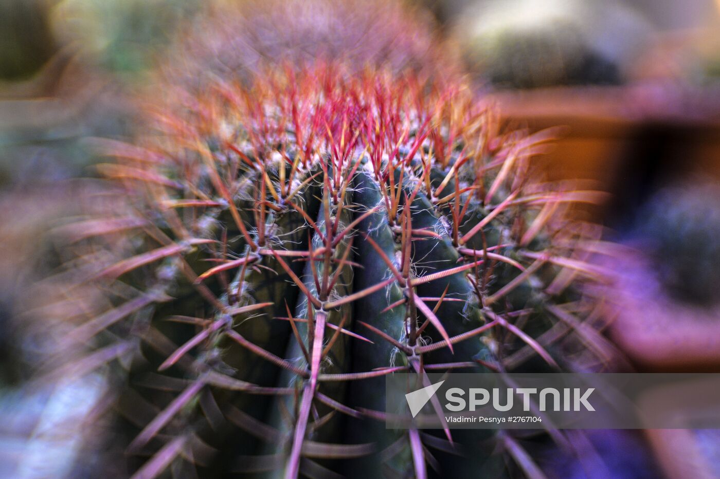 Tropical Winter, 7th annual festival of orchids, carnivorous and desert plants