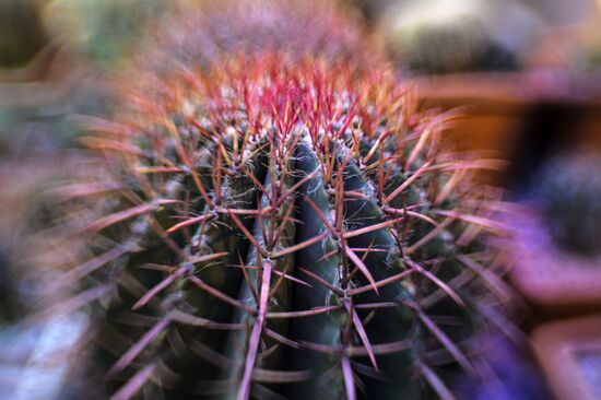 Tropical Winter, 7th annual festival of orchids, carnivorous and desert plants