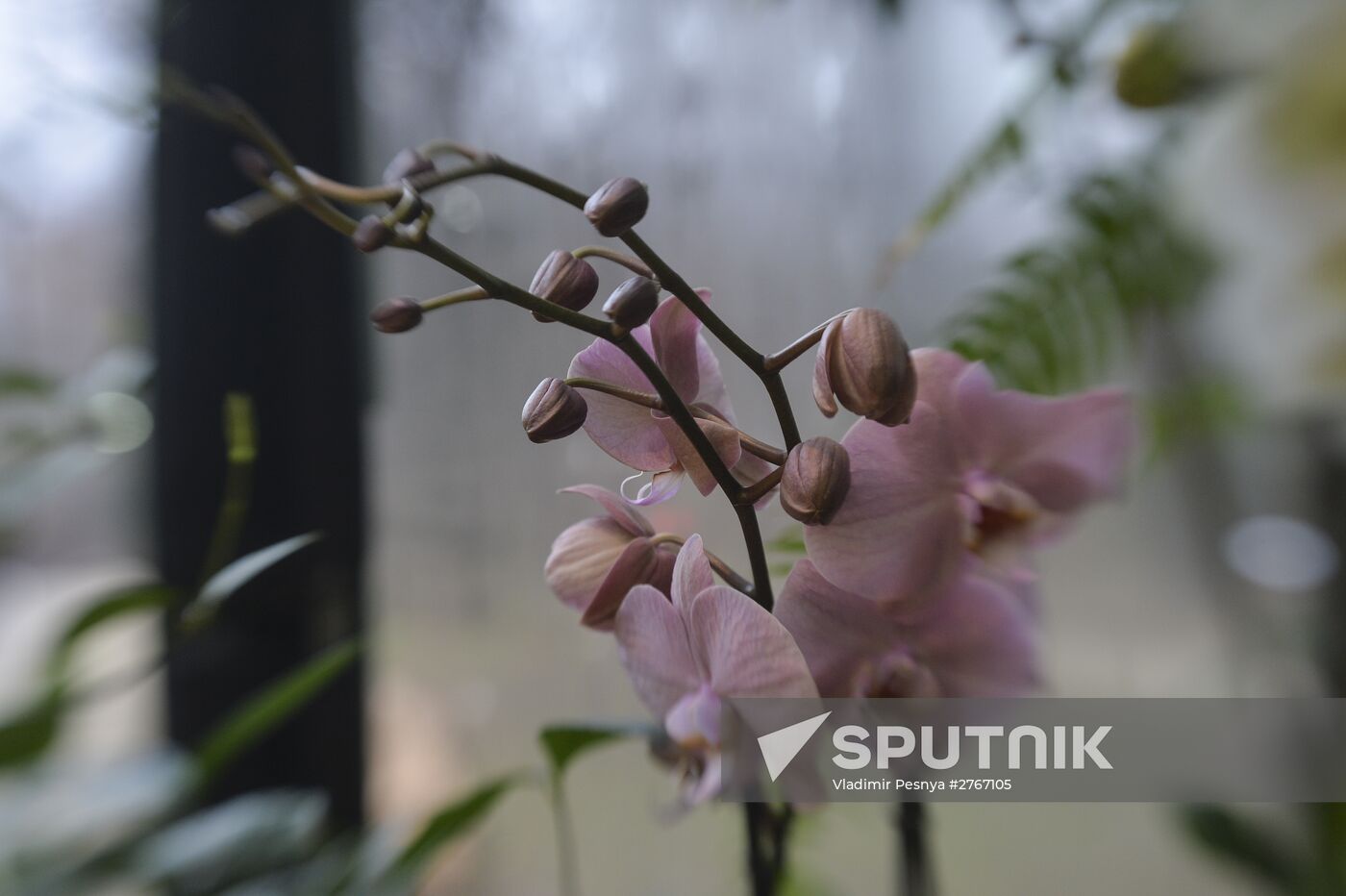 Tropical Winter, 7th annual festival of orchids, carnivorous and desert plants