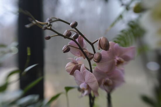 Tropical Winter, 7th annual festival of orchids, carnivorous and desert plants