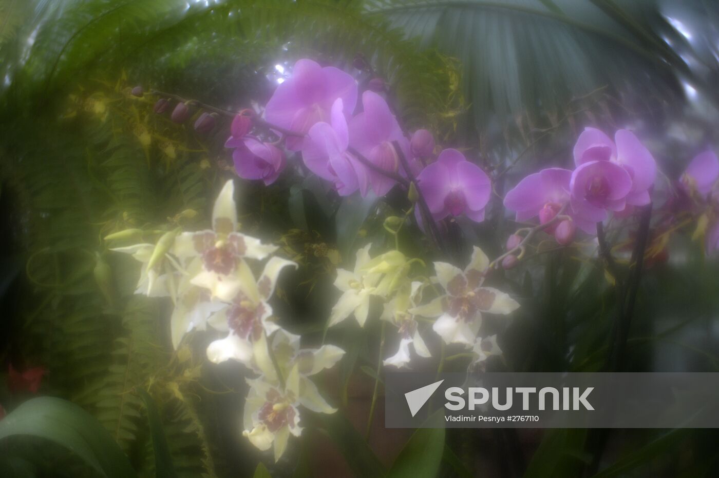 Tropical Winter, 7th annual festival of orchids, carnivorous and desert plants