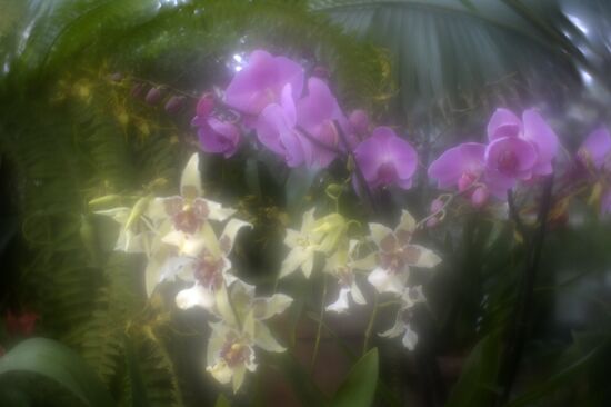 Tropical Winter, 7th annual festival of orchids, carnivorous and desert plants