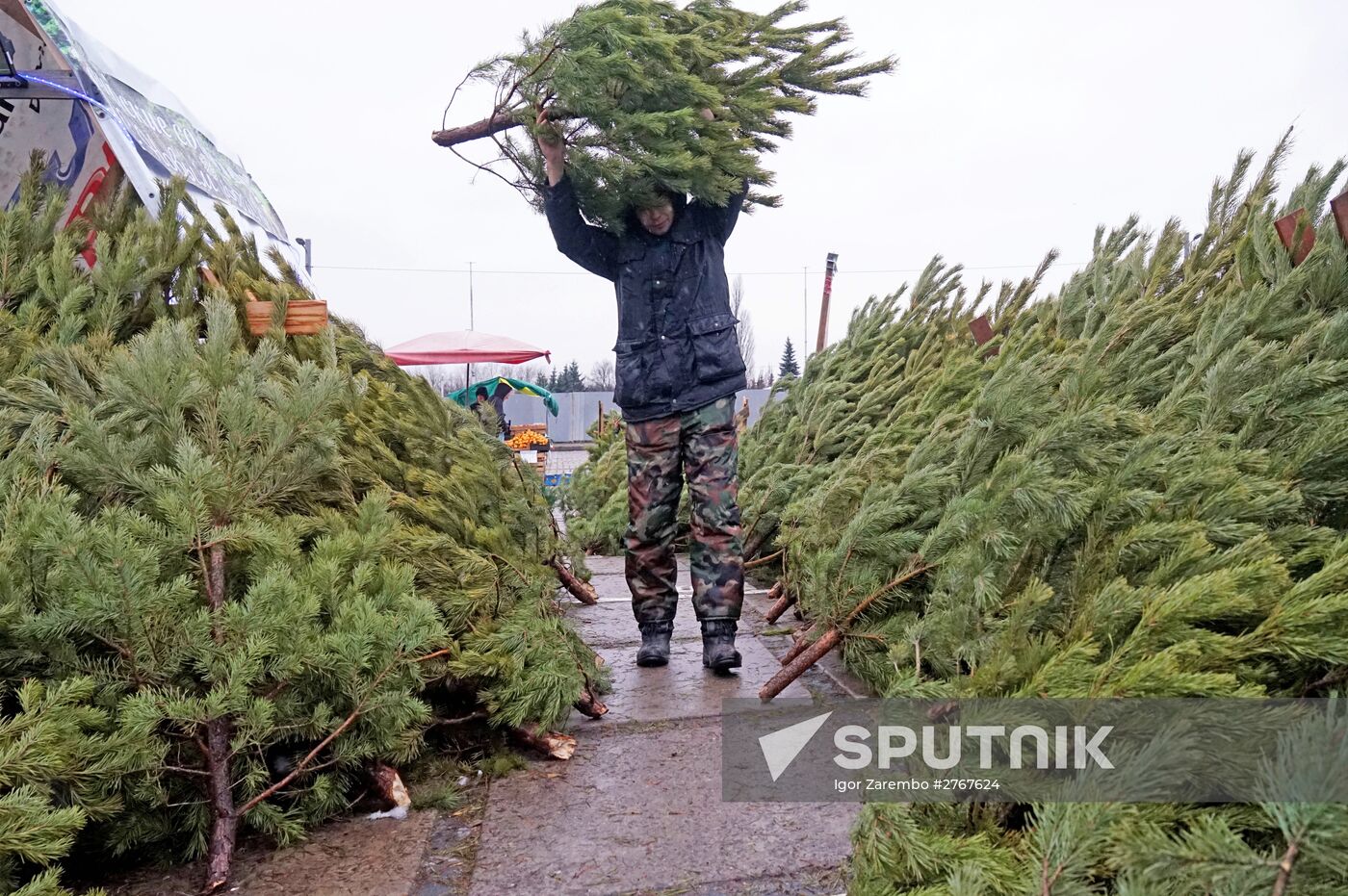 Fir-tree sales in Kaliningrad