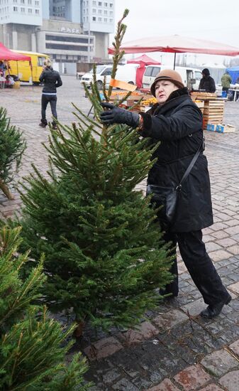 Fir-tree sales in Kaliningrad