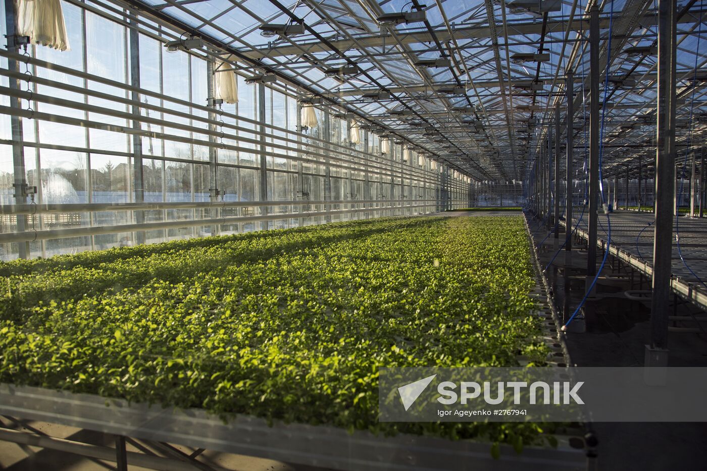 Greenhouse complex in Blagoveshchensk