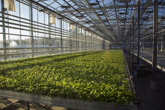 Greenhouse complex in Blagoveshchensk