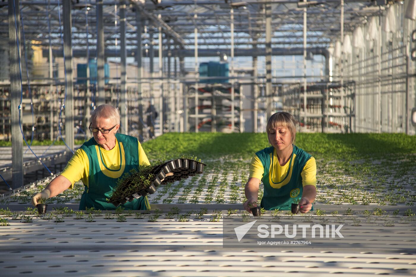 Greenhouse complex in Blagoveshchensk