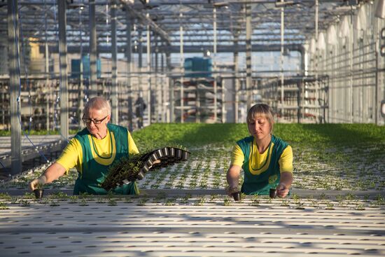 Greenhouse complex in Blagoveshchensk