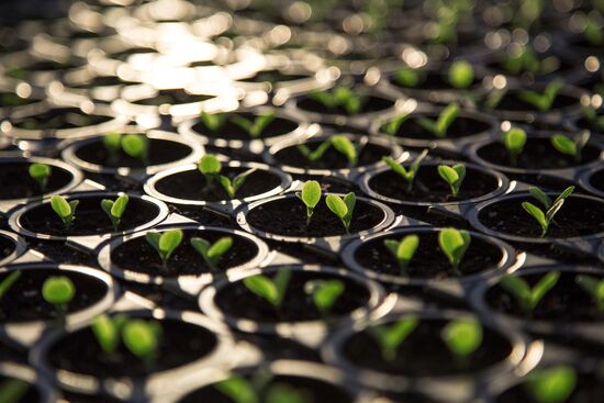 Greenhouse complex in Blagoveshchensk