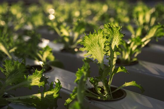 Greenhouse complex in Blagoveshchensk