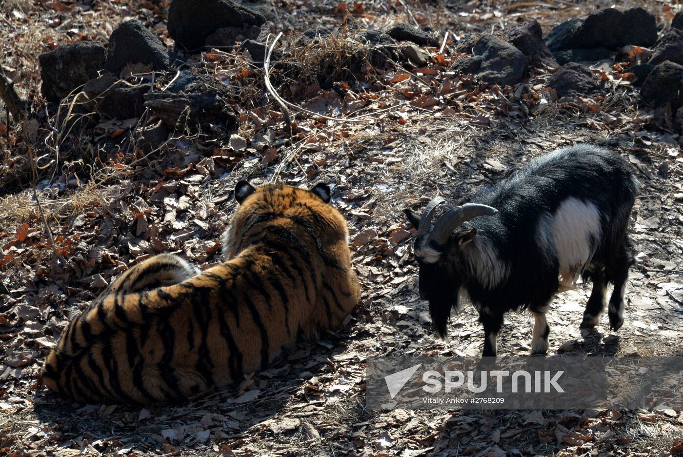 Reality show about tiger Amur and goat Timur launched in Primoryue Territory