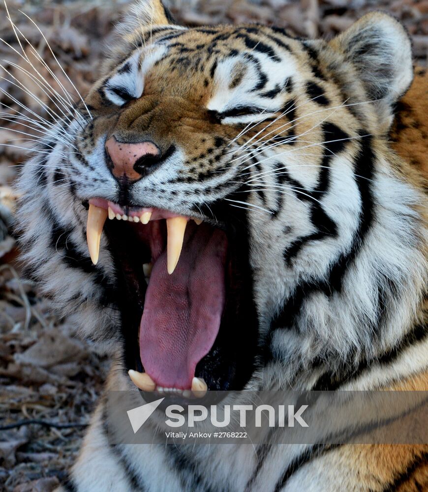 Reality show about Tiger Amur and goat Timur launched in Primoryue Territory