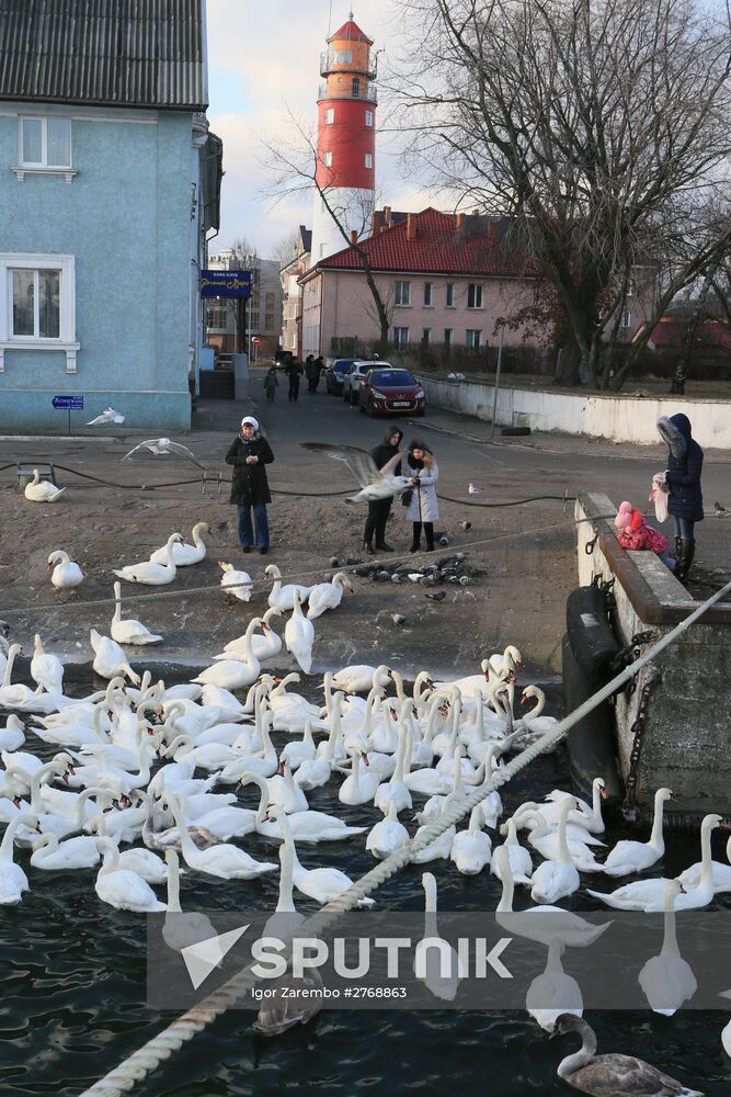 Swans in the harbor of Baltiysk