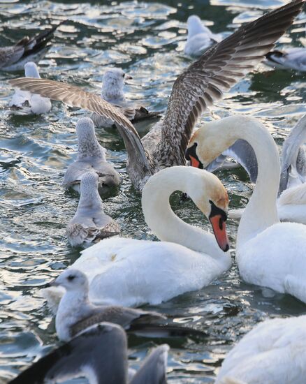 Swans in the harbor of Baltiysk