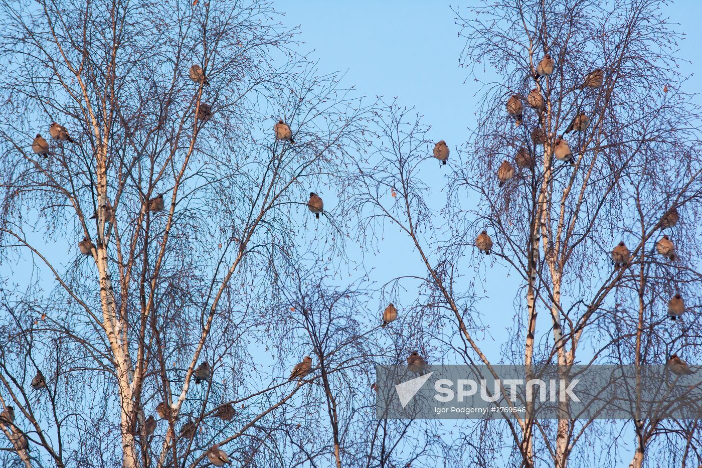 Winter recreation activities in Petrozavodsk