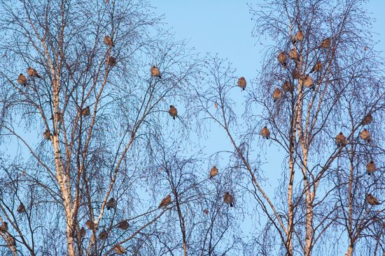 Winter recreation activities in Petrozavodsk
