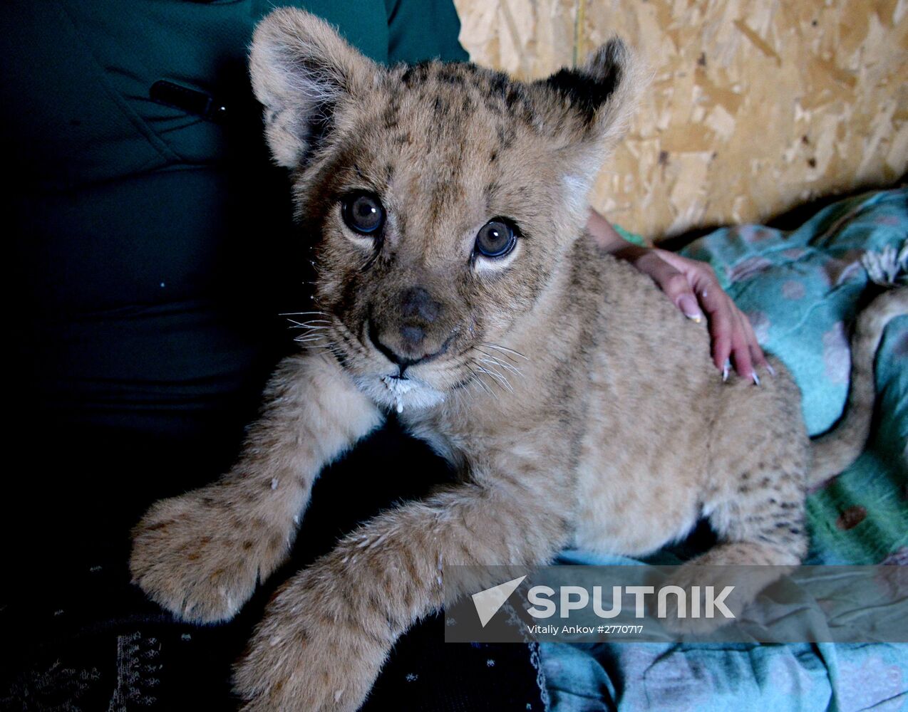 New inhabitants of Chudesny zoo in Vladivostok