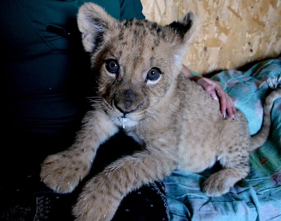 New inhabitants of Chudesny zoo in Vladivostok