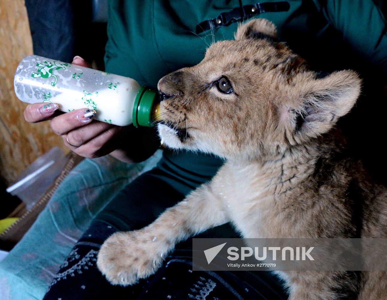 New inhabitants of Chudesny zoo in Vladivostok