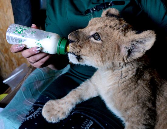New inhabitants of Chudesny zoo in Vladivostok