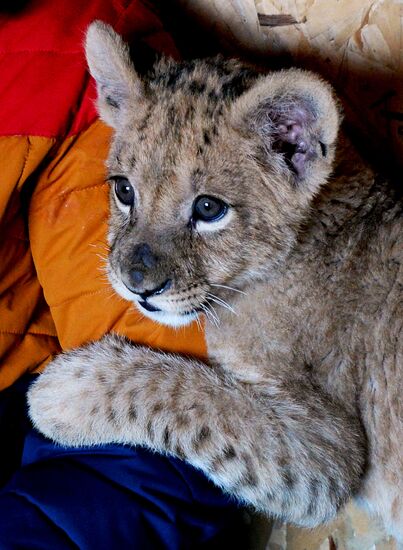 New inhabitants of Chudesny zoo in Vladivostok