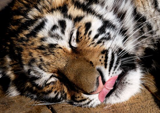 New inhabitants of Chudesny zoo in Vladivostok