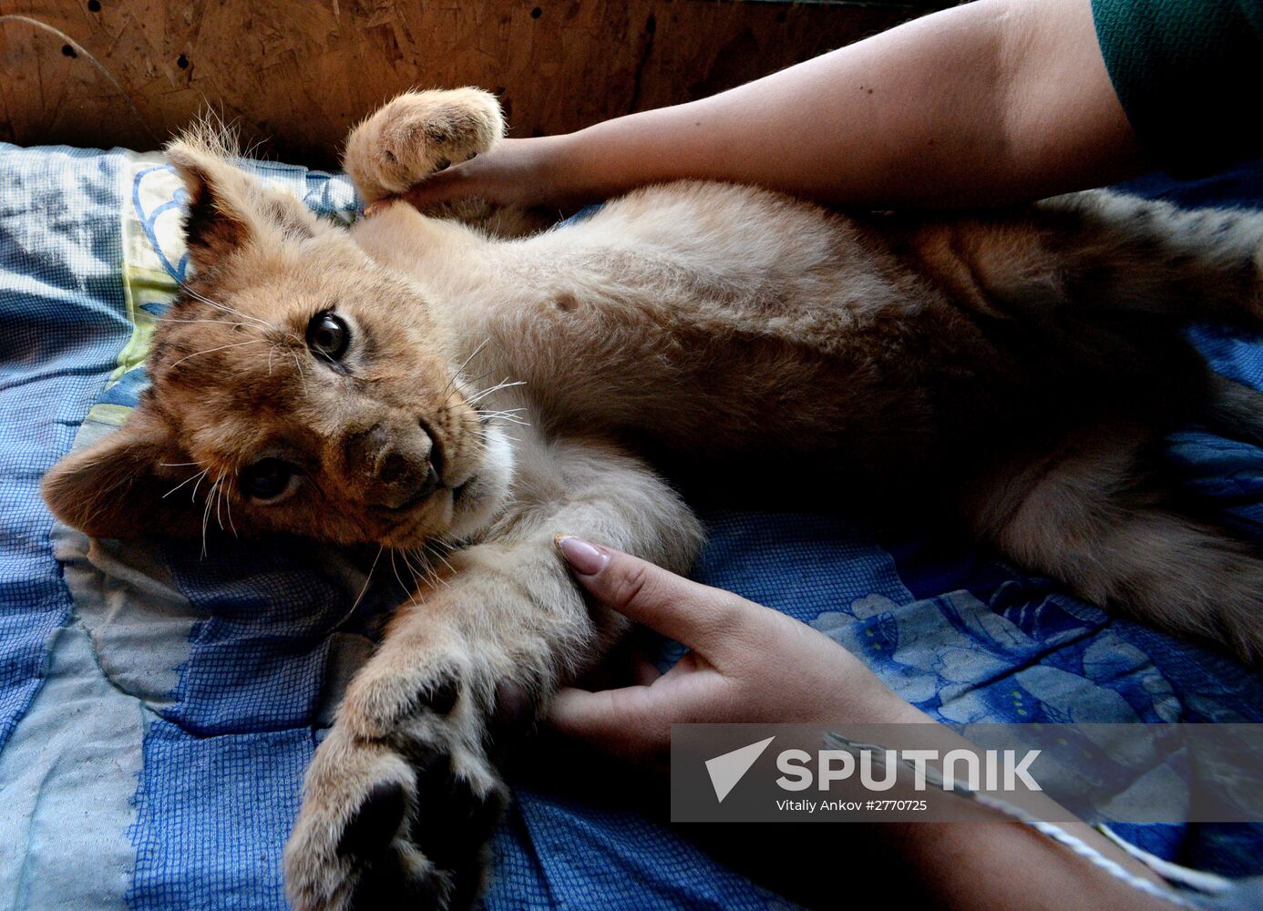 New inhabitants of Chudesny zoo in Vladivostok